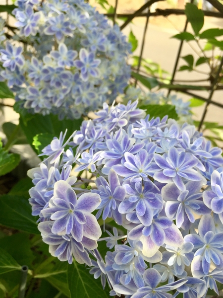 地植えの紫陽花 万華鏡 が 園芸日記 By Namihei みんなの趣味の園芸