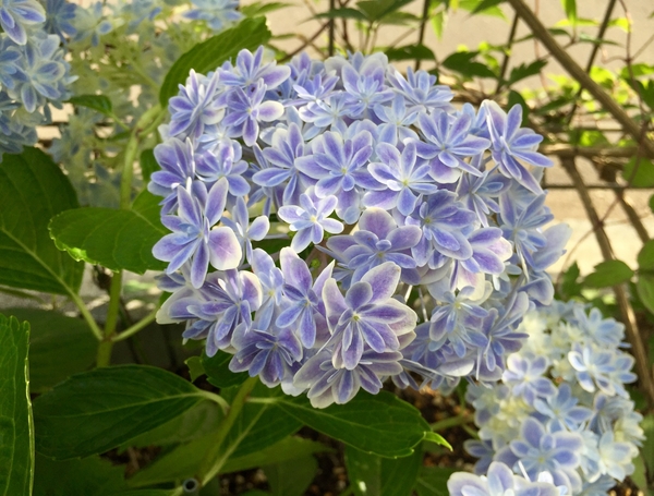 地植えの紫陽花 万華鏡 が 写真3枚目 Namiheiさんの日記 みんなの趣味の園芸 17 06 19