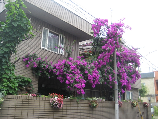 雨のブーゲンビリア みんなの趣味の園芸 Nhk出版 キョンシーさんの園芸日記