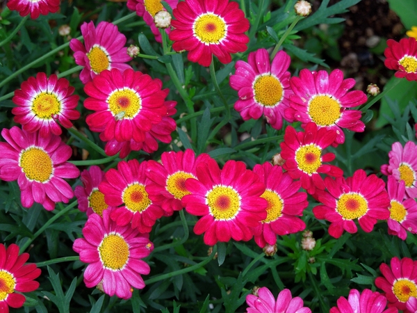 赤いマーガレットと黄色い花 メランポジウム みんなの趣味の園芸 By ソウちゃん