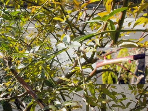 モッコウバラの葉摘みと冬越し中の花 みんなの趣味の園芸 Nhk出版 オルレアさんの園芸日記
