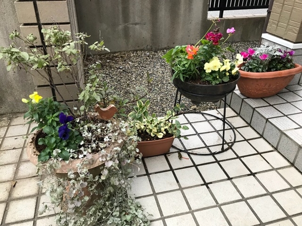 玄関アプローチの寄せ植えに花追加 みんなの趣味の園芸 Nhk出版 ニニロッソ大好きさんの園芸日記