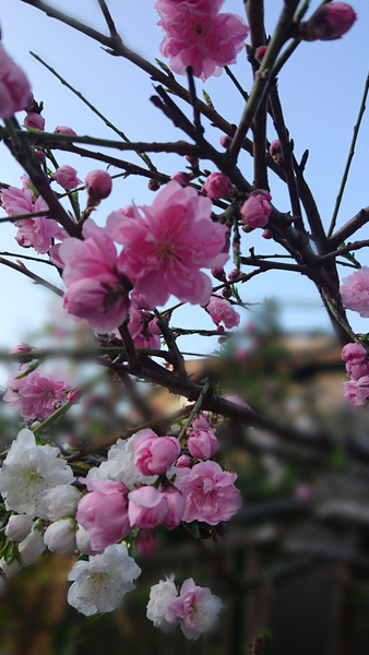 紅白の花が咲く木 みんなの趣味の園芸 By こっきぃ