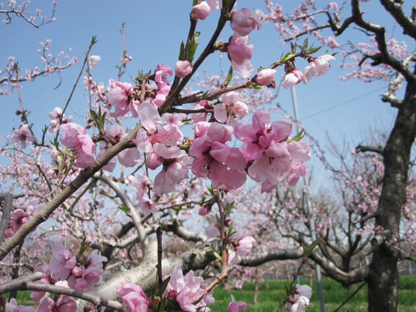 桜 桃 もも 李 すもも の花 みんなの趣味の園芸 Nhk出版 Wakabaさんの園芸日記