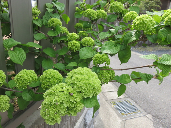 ライムグリーンの花 みんなの趣味の園芸 Nhk出版 グリーンパラダイスさんの園芸日記