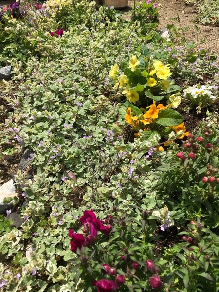 グレコマいっぱいの庭花壇にお花追加 みんなの趣味の園芸 Nhk出版 ニニロッソ大好きさんの園芸日記