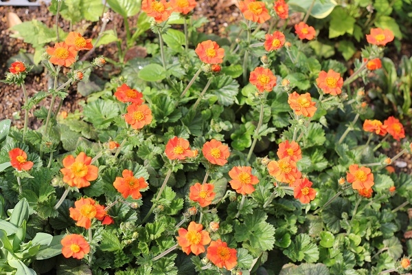 オレンジ色の花 みんなの趣味の園芸 Nhk出版 雪媛さんの園芸日記 4611