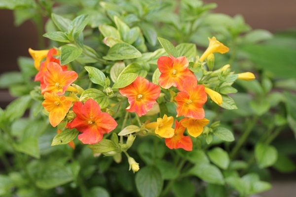 オレンジ色の花 みんなの趣味の園芸 Nhk出版 雪媛さんの園芸日記 4611