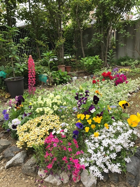 庭花壇もイキイキー余ったペチュニアも追加 写真1枚目 ニニロッソ大好きさんの日記 みんなの趣味の園芸 18 05 03