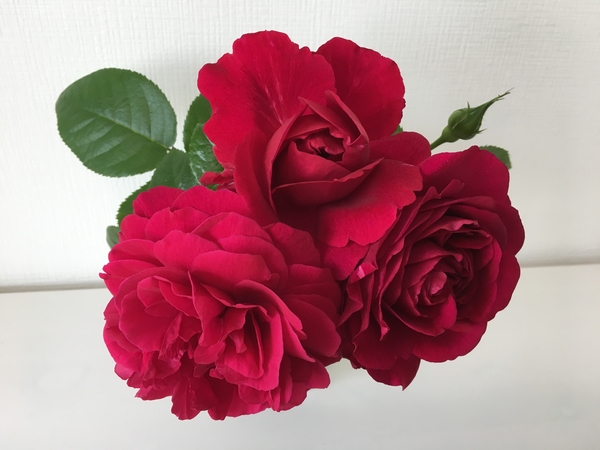 深紅の薔薇 みんなの趣味の園芸 Nhk出版 Dyonさんの園芸日記