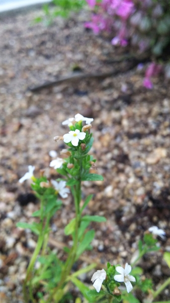 小さい白い花 みんなの趣味の園芸 By もふもふ プリマ
