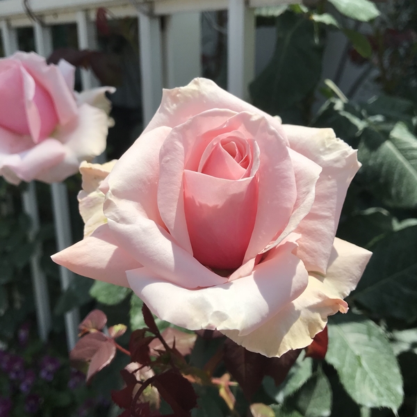 気高く咲くバラ オードリー ヘップバーン みんなの趣味の園芸 By 八千代椿 46