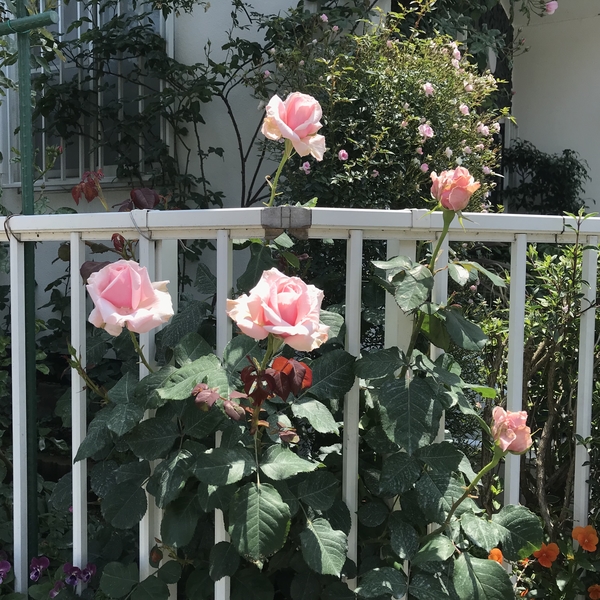 気高く咲くバラ オードリー ヘップバーン みんなの趣味の園芸 Nhk出版 八千代椿さんの園芸日記 46