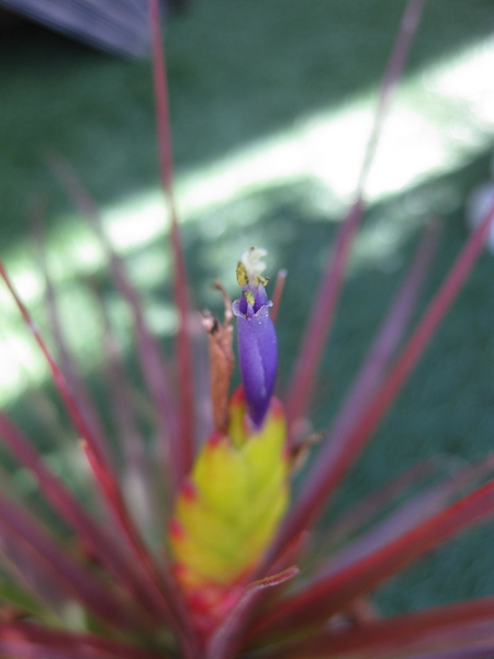 チランジアトリコロールの花が咲いています みんなの趣味の園芸 Nhk出版 いろどりさんの園芸日記
