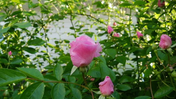 ピンク サマースノー みんなの趣味の園芸 Nhk出版 Kominさんの園芸日記