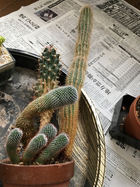 サボテン再生計画 写真1枚目 チエ吉さんの日記 みんなの趣味の園芸 18 06 10