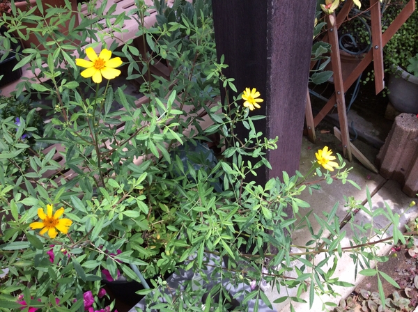 レモンマリーゴールド咲きました 写真1枚目 つゆ草さんの日記 みんなの趣味の園芸 18 06 19