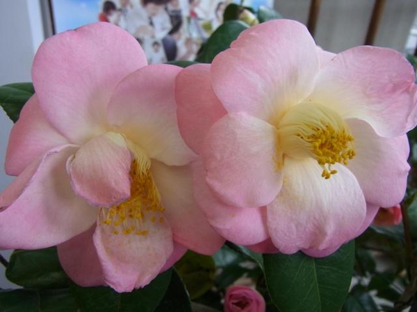 桜色の椿 新潟県はな椿協会 みんなの趣味の園芸 Nhk出版 Hanuraさんの園芸日記