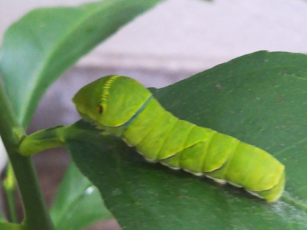 アゲハ 幼虫 かわいい