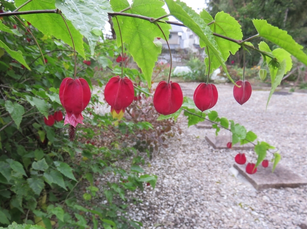 赤い花と実と秋の庭 写真1枚目 グリーンパラダイスさんの日記 みんなの趣味の園芸 18 11 04