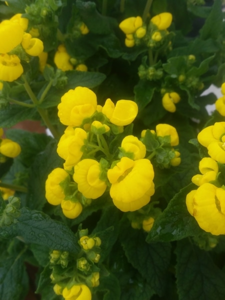 黄色い花を見ると 春が近づいたかなと みんなの趣味の園芸 Nhk出版 金子 明人さんの園芸日記