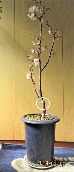 すべての美しい花の画像 新着桜 盆栽 挿し木