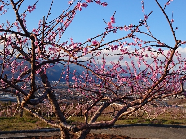 濃いピンクは桃の花 みんなの趣味の園芸 Nhk出版 いけの恋さんの園芸日記