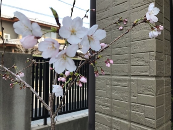 桜 ソメイヨシノ開花 みんなの趣味の園芸 Nhk出版 ニニロッソ大好きさんの園芸日記
