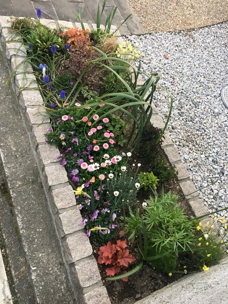 19春の花壇 ひとまず完成 みんなの趣味の園芸 Nhk出版 Reziさんの園芸日記