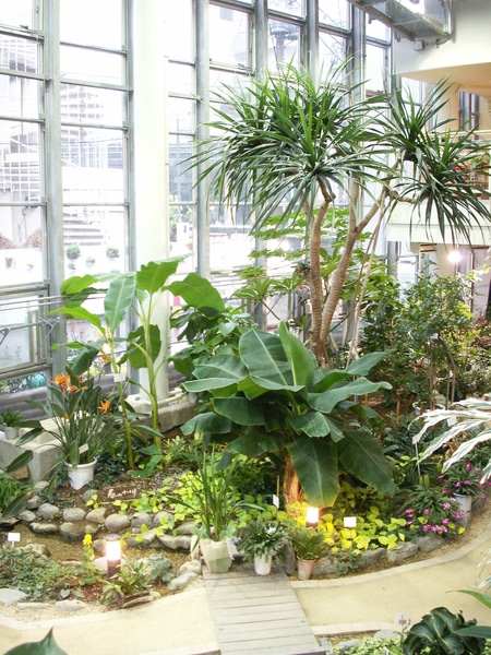 あっという間の15年 みんなの趣味の園芸 By 渋谷区ふれあい植物センター 軟式