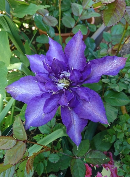 紫の花 みんなの趣味の園芸 Nhk出版 ゆきみん さんの園芸日記