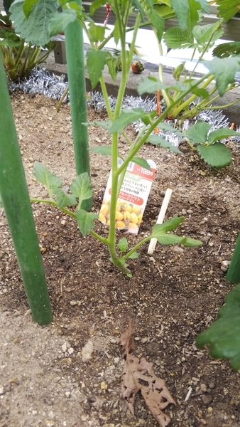 ミニトマトの栽培 みんなの趣味の園芸 Nhk出版 のーでんさんの園芸日記