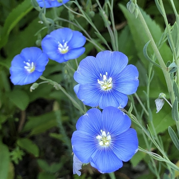 ブルーの花 アマ みんなの趣味の園芸 Nhk出版 Amiさんの園芸日記