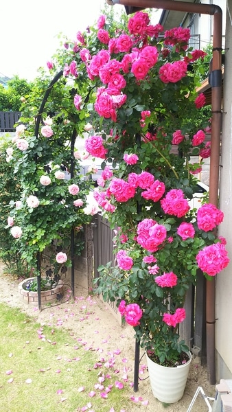 つるバラ うらら みんなの趣味の園芸 Nhk出版 Hiromi さんの園芸日記