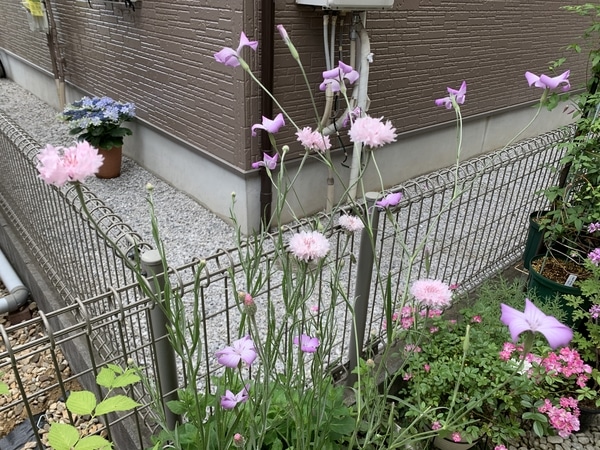 矢車菊と麦なでしこ アグロステンマ みんなの趣味の園芸 By Kiko