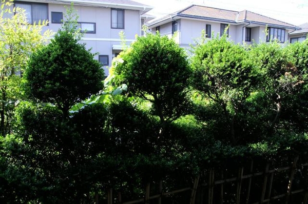 つげの木の剪定 みんなの趣味の園芸 Nhk出版 花好きかんちゃんさんの園芸日記 501