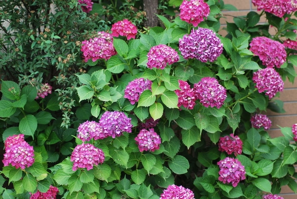 おまじない 紫陽花 やり方 トイレ おまじない〜紫陽花編〜占い師摩耶