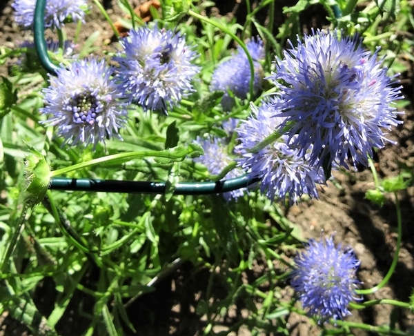 少し珍しい青い花 みんなの趣味の園芸 Nhk出版 小春さんの園芸日記