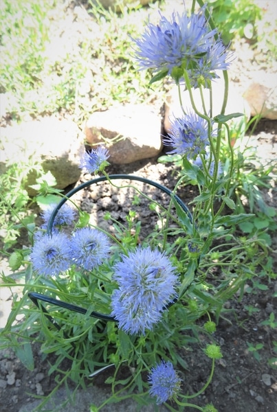少し珍しい青い花 みんなの趣味の園芸 Nhk出版 小春さんの園芸日記