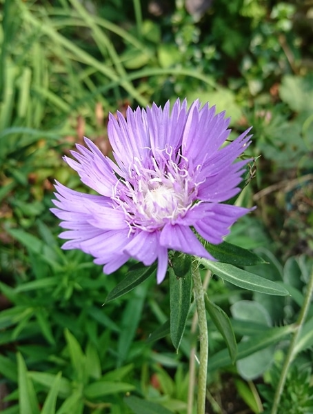 薄紫の花 みんなの趣味の園芸 By ゆきみん