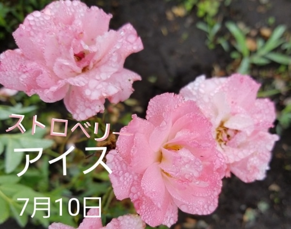 動画微妙です みんなの趣味の園芸 Nhk出版 那須バタケさんの園芸日記