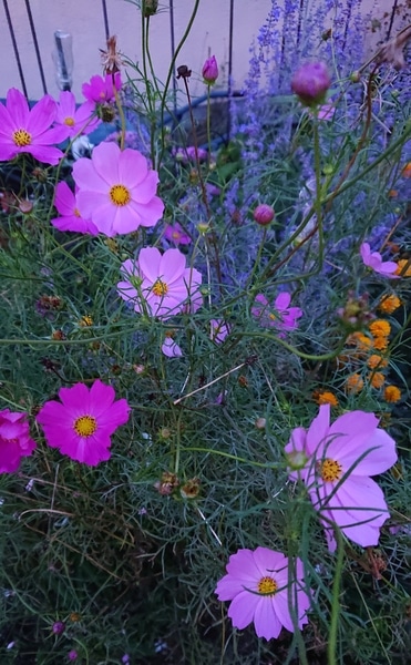 可愛く咲いた 花ぼんぼり 園芸日記 By たいゆき みんなの趣味の園芸