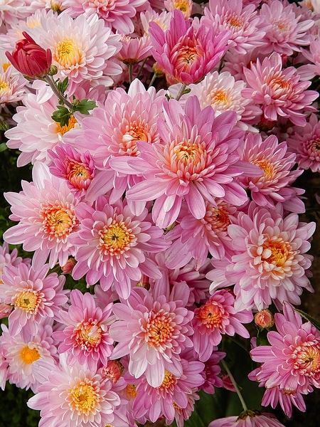 優しいピンク花と皇帝ダリア みんなの趣味の園芸 Nhk出版 ソウちゃんさんの園芸日記