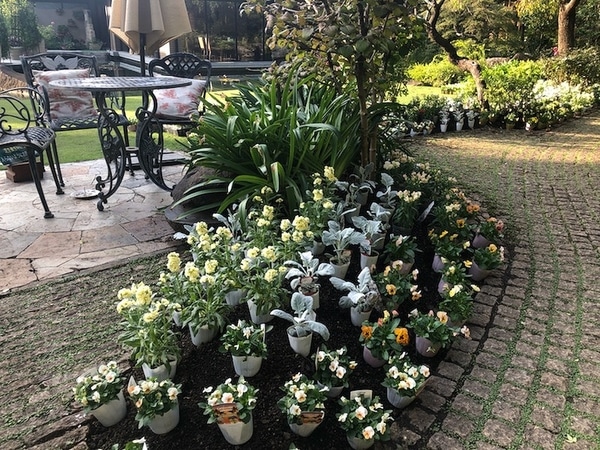冬花壇の植え込み みんなの趣味の園芸 Nhk出版 天野麻里絵さんの園芸日記