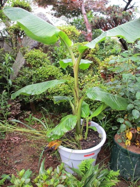 目指せ バナナ収穫 観賞用ピンクバナナ みんなの趣味の園芸 Nhk出版 まつ虫さんの園芸日記