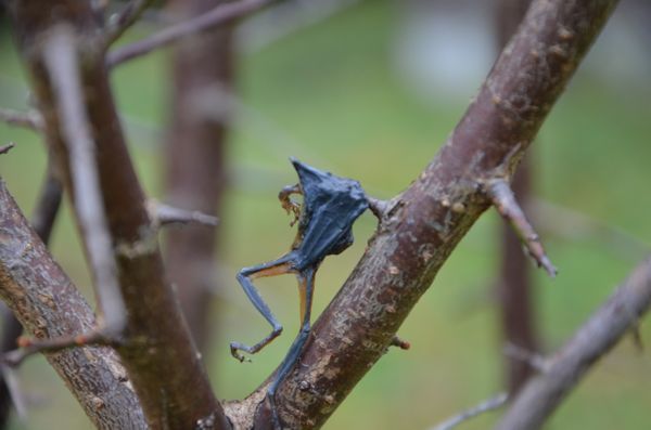 贄 早 モズ の モズのはやにえ (もずのはやにえ)とは【ピクシブ百科事典】