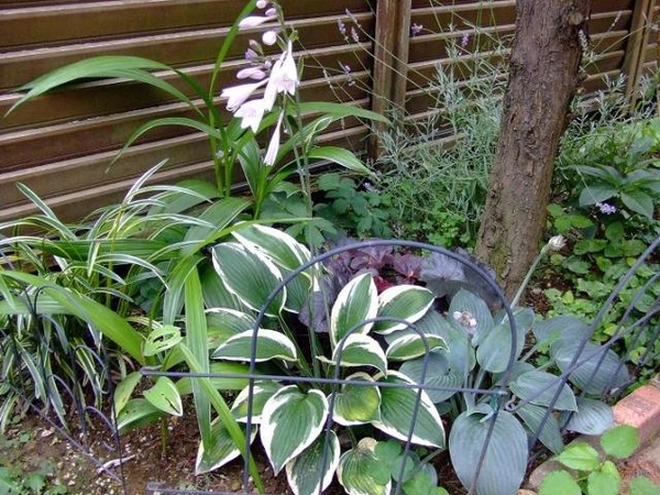 ホスタの花 みんなの趣味の園芸 Nhk出版 はなはなさんの園芸日記