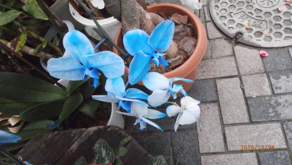 珍しい青い胡蝶蘭 みんなの趣味の園芸 Nhk出版 桑ささんの園芸日記