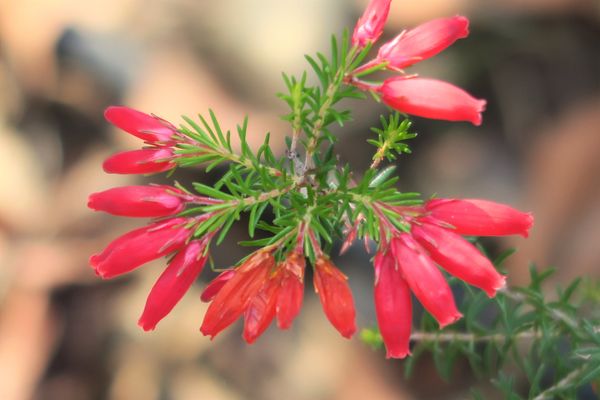 冬に咲く赤いエリカの花 みんなの趣味の園芸 Nhk出版 Yoshitomoさんの園芸日記