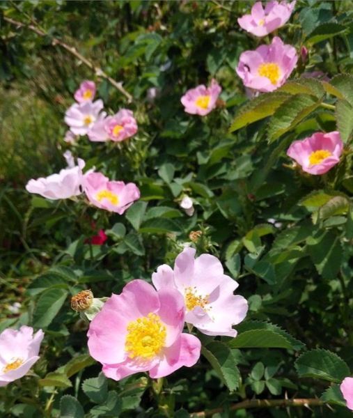 我が家の一重咲きのバラたち みんなの趣味の園芸 By 園芸男子 ローズヒップコンシェルジュ